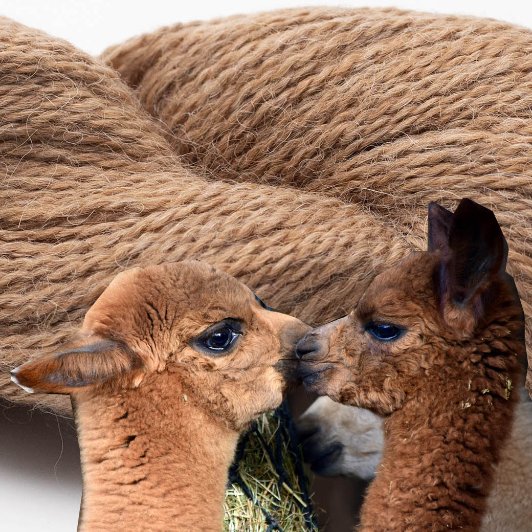 Wolle: "Babyalpaca" 10/2 BC Garn - Nd 2 bis 4.5 - Fingering/Lace - Alpaca - RAS zertifiziert - 250 m – Bild 2